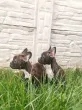 Slika 1