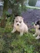 Slika 3
