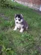 Slika 4