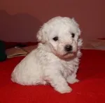Slika 4