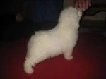 Slika 5