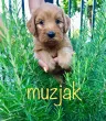 Slika 4