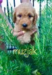 Slika 5