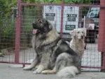 Slika 4