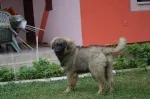 Slika 5