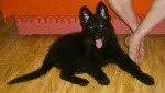 Slika 5