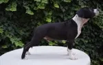 Slika 1
