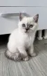 Slika 6