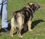 Slika 4