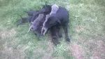 Slika 6