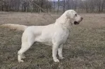 Slika 2