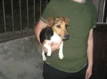 Slika 5