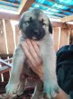 Slika 1