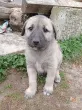 Slika 3