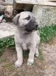 Slika 4