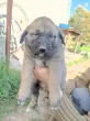 Slika 6