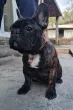 Slika 5