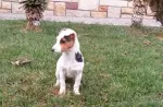 Slika 1