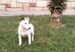 Slika 2