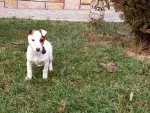 Slika 6