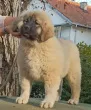 Slika 1