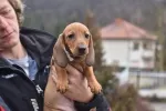 Slika 4