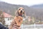 Slika 3