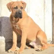 Slika 1
