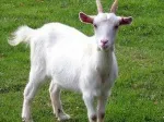 Slika 1