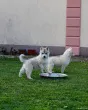 Slika 1