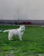 Slika 4