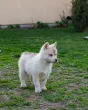 Slika 5