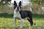 Slika 1