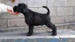 Slika 1
