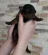 Slika 1