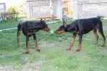 Slika 2