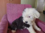 Slika 6