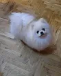 Slika 1