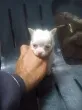Slika 1