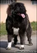 Slika 1
