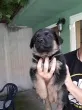 Slika 4