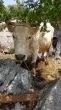 Slika 1