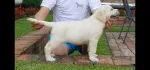 Slika 3