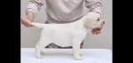 Slika 5