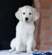 Slika 5