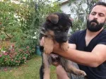 Slika 3