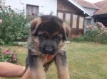 Slika 4