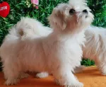 Slika 4