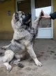Slika 1