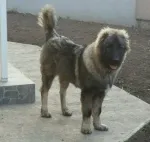 Slika 5